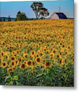 The Sunflower Field Metal Print