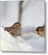 The Wings So Light Just Passing By. Common Redpoll Metal Print