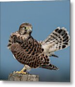 The Young Kestrel's Tail In The Air Metal Print