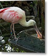 Thirsty Spoonbill Metal Print