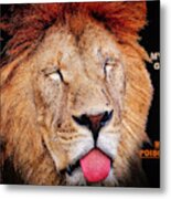 This Lion Has Lost His Humour Metal Print