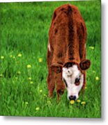 This Smells Delicious #2 - Calf Smells Dandelion Before Eating It Metal Print