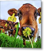 This Smells Delicious #1- Calf Smelling Dandelion Flower In Spring Pasture Metal Print