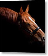 Thoroughbred Portrait On Black Metal Print