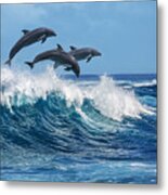 Three Beautiful Dolphins Jumping Metal Print