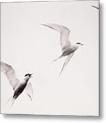 Three Birds Called Terns In Black And Metal Print