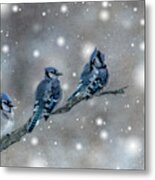 Three Blue Jays In The Snow Metal Print