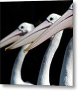 Three Pelicans Are Seen In Their New Metal Print