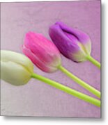 Three Tulips  0947 Metal Print