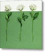 Three White Roses Metal Print