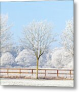 Three Winter Trees And Frozen Fence Metal Print