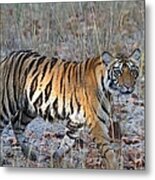 Tiger At Bandhavgarh Metal Print