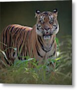 Tiger At The Zoo Metal Print