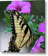 Tiger Beauty Metal Print