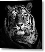 Tiger Metal Print