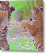 Tiger Cubs Boxing Metal Print