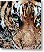 Tiger Eyes By Alan M Hunt Metal Print