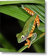 Tiger-leg Monkey Tree Frog In Rainforest Metal Print