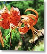 Tiger Lilies Metal Print