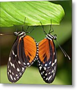 Tiger Longwing Butterfly, Costa Rica Metal Print