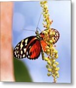 Tiger Longwing Butterfly Metal Print