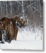 Tiger Panthera Tigris Standing In Deep Metal Print