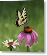 Tiger Swallowtail Butterfly And Coneflowers Metal Print