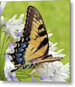 Tiger Swallowtail I Metal Print