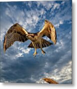 Time To Fly Two Metal Print