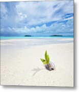To Be A Coconut Metal Print