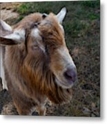 Toggenburg Goat At The Carl Sandburg Home Metal Print