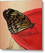 Torn Butterfly Metal Print