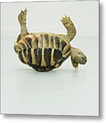 Tortoise Upside Down, Balancing On Shell Metal Print