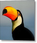 Toucan Ramphastos Toco Metal Print