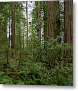 Trail Dwarfed By The Trees Pano Metal Print