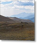 Trail Ridge Road Arctic Panorama Metal Print