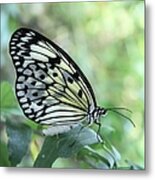 Translucent Butterfly Metal Print