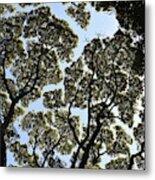 Tree Canopy Metal Print