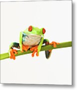 Tree Frog On Stem Metal Print