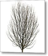 Tree In Winter - Isolated On White Metal Print