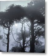 Coastal Tree Series 7 Of 7 Metal Print