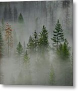 Trees In Yosemite Ii Metal Print