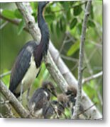 Tricolored Heron Nest Nz17 2 Metal Print