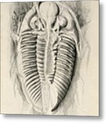 Trilobite From Golden Grove, 6th November 1841 Metal Print