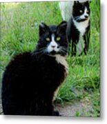 Trio In The Grass Metal Print
