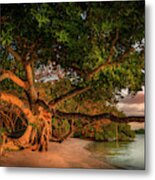 Tropical Tree At North Jetty In Venice, Florida Metal Print