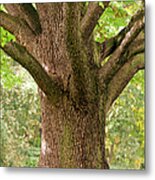 Trunk Close-up Of Old Oak Tree In Late Metal Print