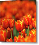 Tulips Forever Metal Print