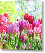 Tulips Pink Growth Metal Print