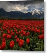 Tulips In Great Vancouver Bc Canada Metal Print